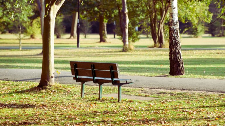 Empty park bench in a quiet wooded setting